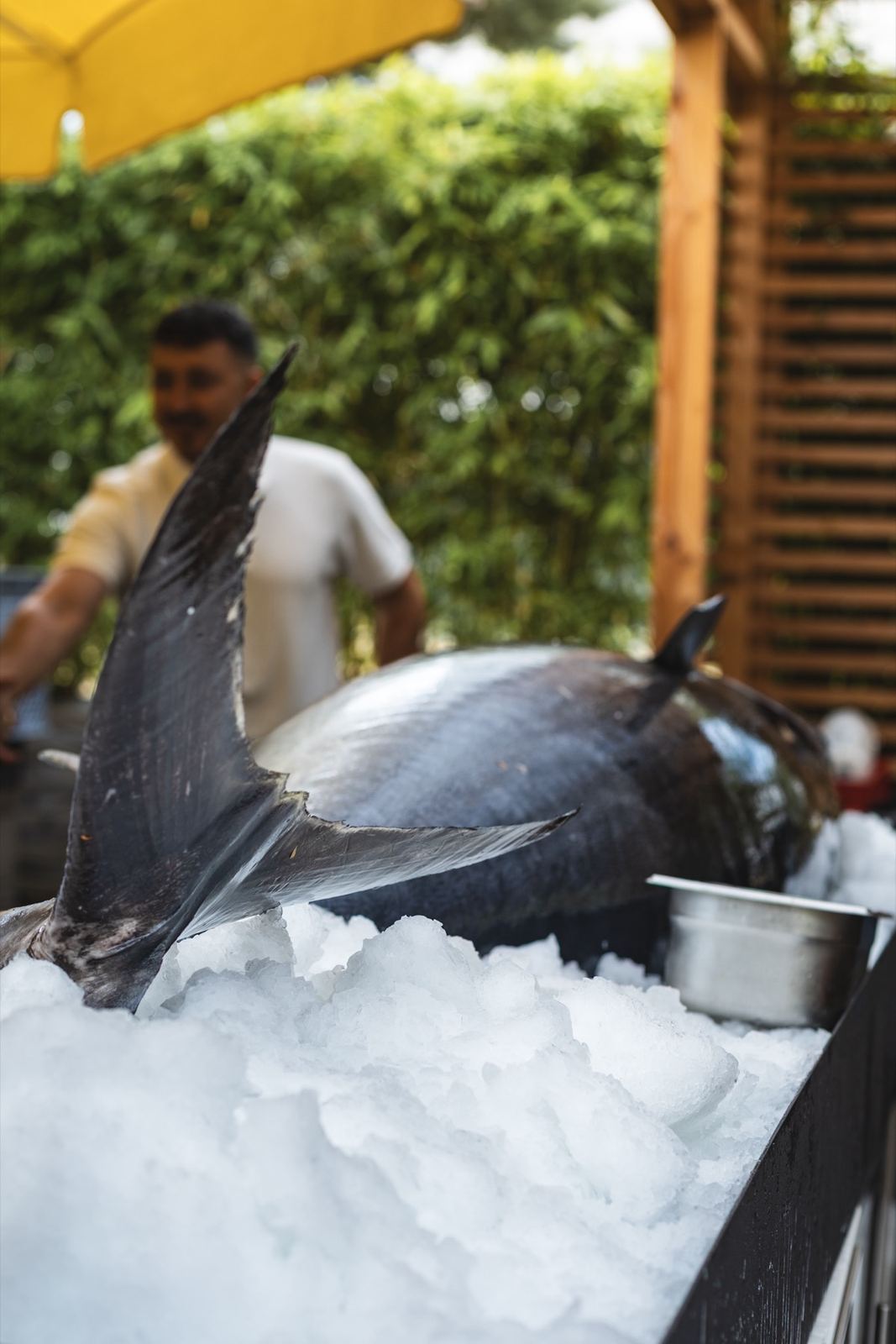Ganzer Bluefin-Thunfisch auf Eis beim NEO-Sommerfest